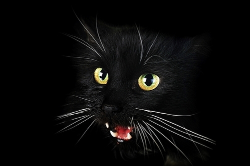Close up portrait of angry  black cat