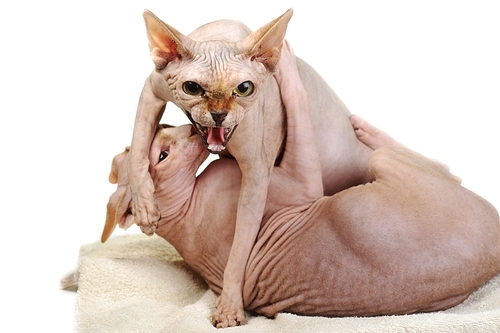 two egyptian bald cats on white background