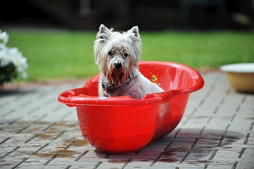wet  dog in baby bathtub. process of bathing