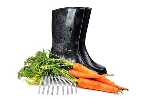carrot and gardening tools:  rubber boots|rake