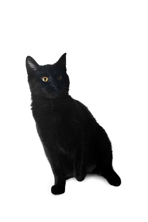 black cat isolated on white