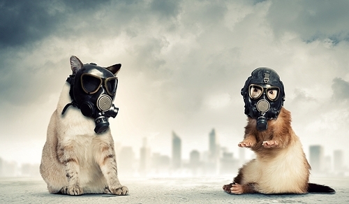 Cat and ferret in gas masks