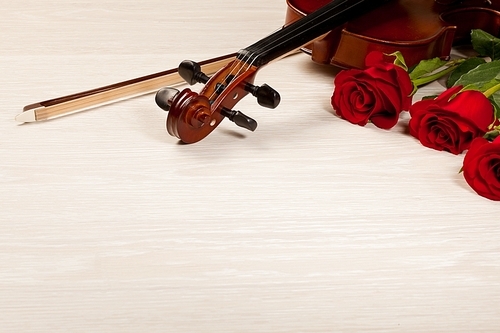 Red roses and a violin