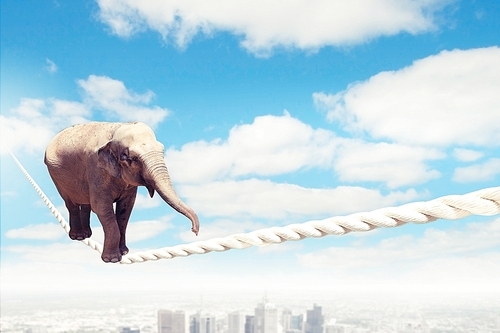 Elephant walking on rope