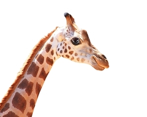 Muzzle fun spotted giraffe