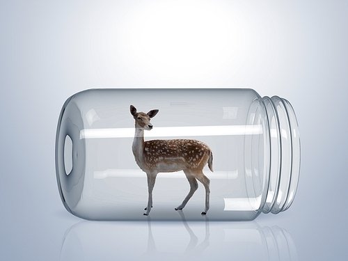 Young wild deer inside a glass jar