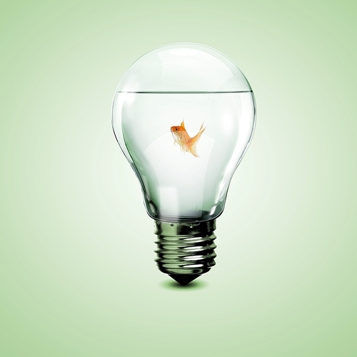 Gold fish in water inside an electric light bulb