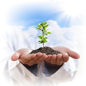 Hands holding a plant growing out of the ground|on white background close-up