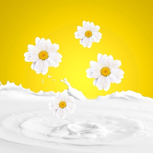 Pouring white and fresh milk with chamomiles on a background