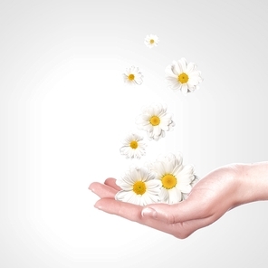 Illustration of camomile flower on white background