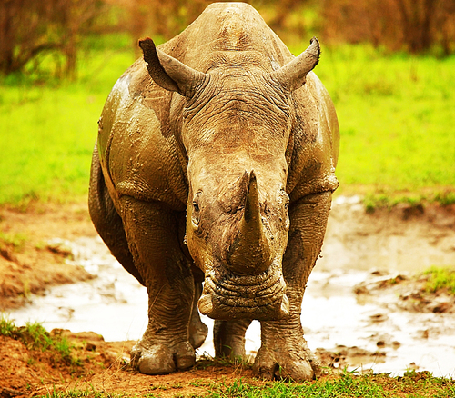 Huge South African rhino after mud bath at Kruger safari park, nature and wildlife of Africa, endangered animal at its natural habitat, eco tourism and travel