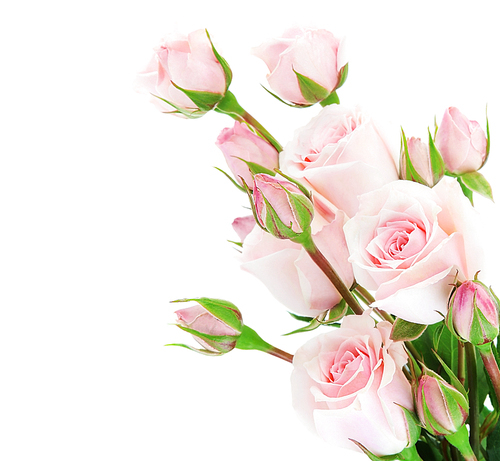 Fresh pink roses border isolated on white