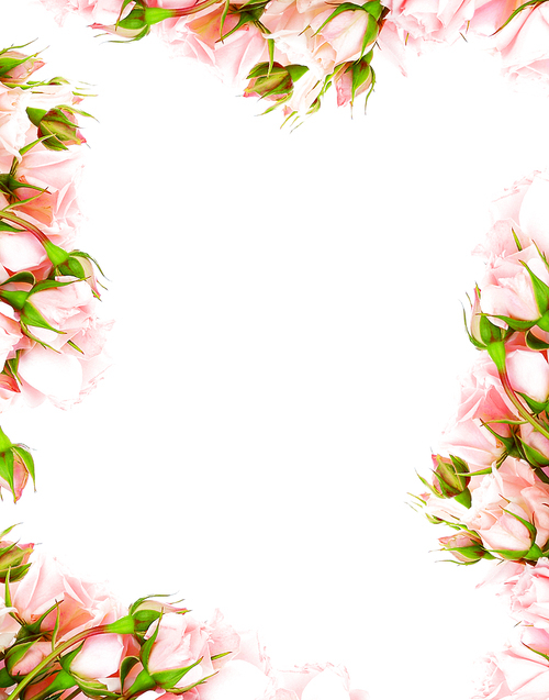 Fresh pink roses frame border isolated on white