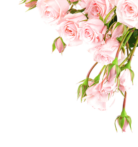 Fresh pink roses border isolated on white background