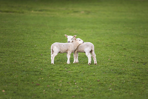 Two young baby spring lambs and sheep in a green farm field