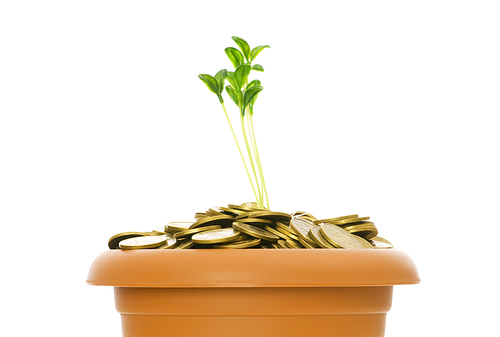 Green seedling growing from the pile of coins