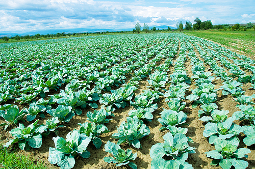 Many rows of green cabbage