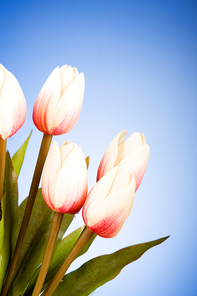 Bunch of tulip flowers on the table