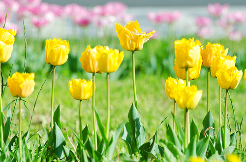 Garden with tulip flowers in summer