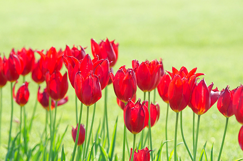 Garden with tulip flowers in summer