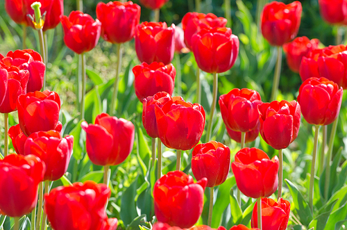 Garden with tulip flowers in summer