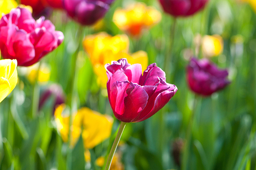 Many tulips in the park