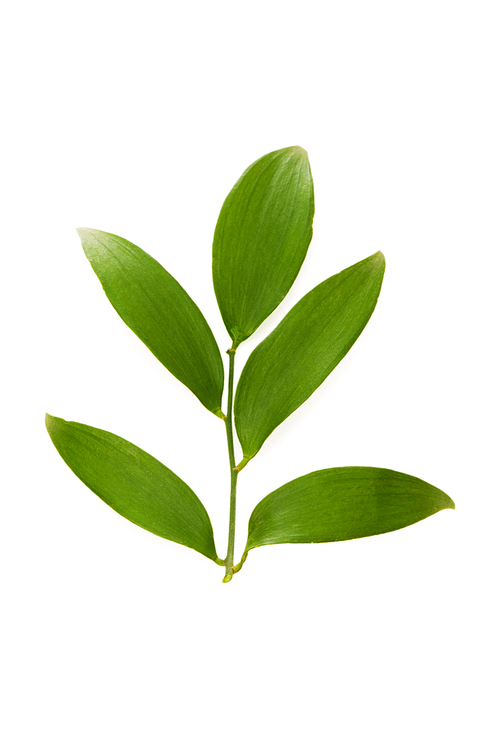 Green leaf isolated on the white background