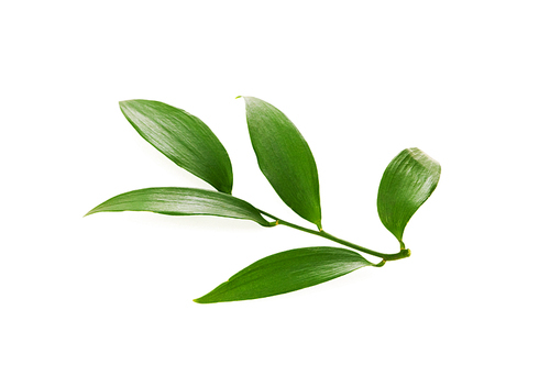 Green leaf isolated on the white background