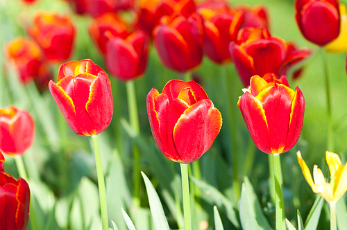 Many tulips in the park