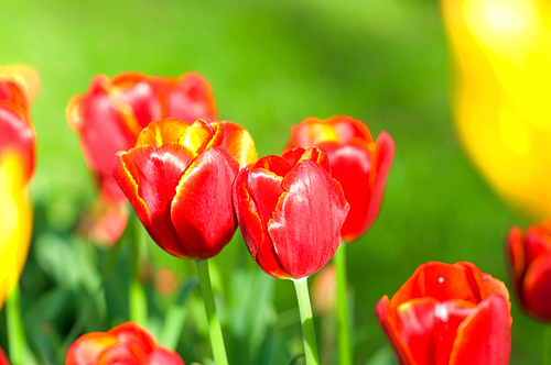 Tulip flowers in the park