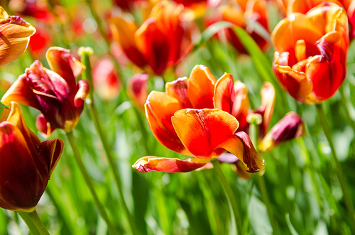 Tulip field on bright summer day