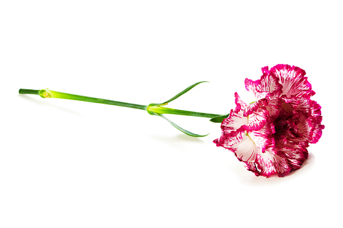 Red carnation isolated on the white background