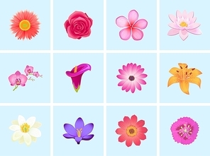 Flower color set design flat isolated. Flower floral, nature flower summer rose, spring flower, plant garden flower, petal flower, blossom flower, color flora, eco natural flower, bloom illustration