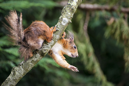 Cute red squirrel playing in tree trying to reach food