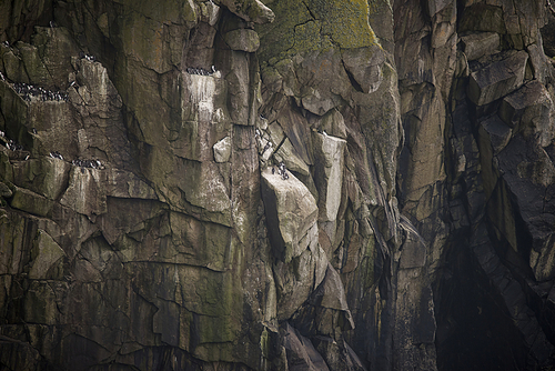 Colony of guillemot murre birds nesting on cliff face