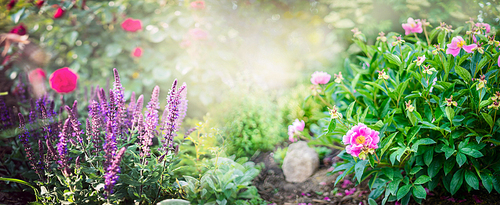 Peony bush with garden sage and red rose flowers on sunny park background, banner for website