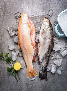 Raw whole trouts with ice cubes on concrete stone background. Seafood concept