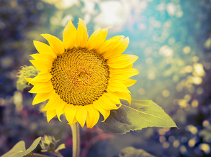 joyful sunflower on nature background, close up, toned