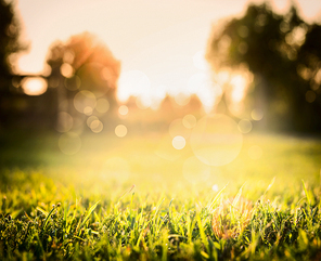 Grass in sunset light over blurred nature background with tree and bokeh