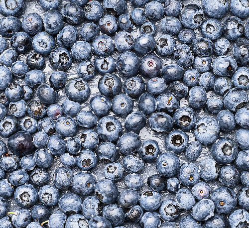 Fresh Bilberry background, top view