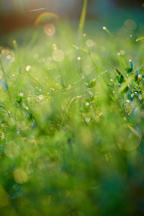 Grass. Fresh green grass with dew drops closeup. Sun. Soft Focus. Abstract Nature Background