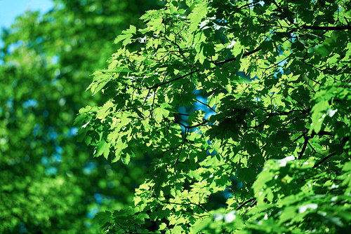 green tree brances frame corner  with blue sky and sun flare in background