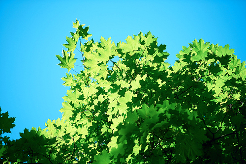 green tree brances frame corner  with blue sky and sun flare in background