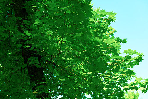 green tree brances frame corner  with blue sky and sun flare in background