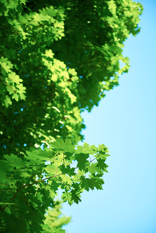 green tree brances frame corner  with blue sky and sun flare in background