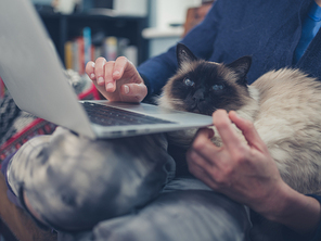 A young woman is using her laptop at home with a cat sitting on her lap