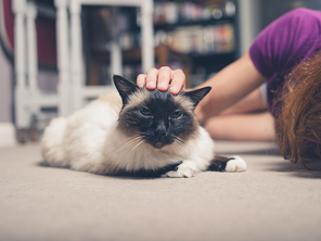 A Birman cat is being petted by a young woman on the floor