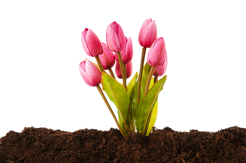 Colourful tulip flowers growing in the soil