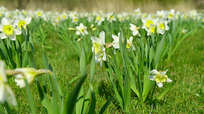 field of white daffodil flowers in springtime.