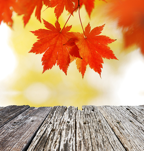 Autumn maple leaves in sunlight